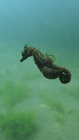 Vertical video, Pregnant male Seahorse swims over sandy bottom covered with green algae, Slow motion, Long Snouted Seahorse (Hippocampus guttulatus)