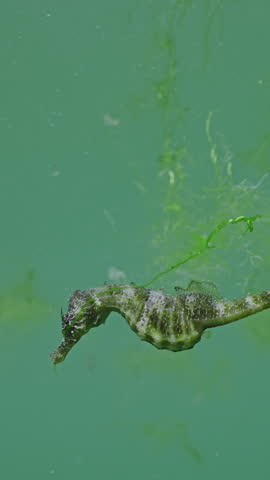 Vertical video, Long Snouted Seahorse (Hippocampus guttulatus) under the water surface swims from one drifting green algae to another migrating in the ocean, Slow Motion