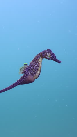 Vertical video, Pregnant male of pink Seahorse swimming in the turquoise water column, Slow motion, Follow shot