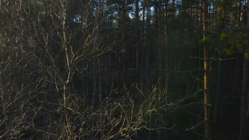 Aerial panning view from treetops over dense mixed forest with snowy path at Harku health trails. Morning dew reflecting on the branches. Between woodland ice cover on frozen pond, sun flare on trees
