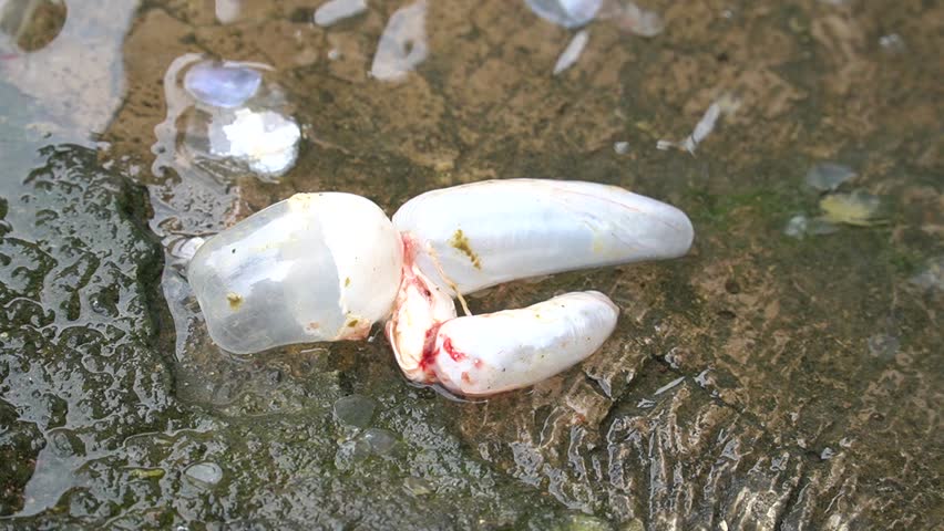 Swim bladders inside the fish