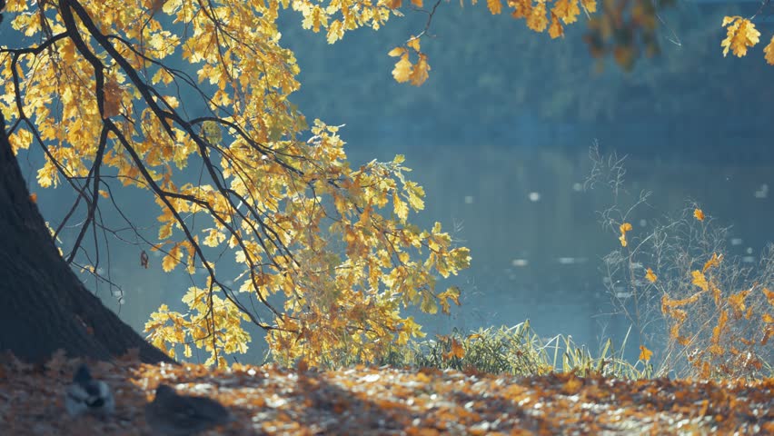 A grand oak tree stands by Libocký rybník, its leaves like fire in the soft, misty light of fall. Parallax video.