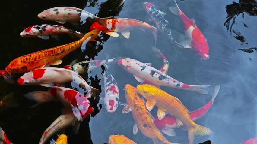 Golden carps and koi fishes in the pond