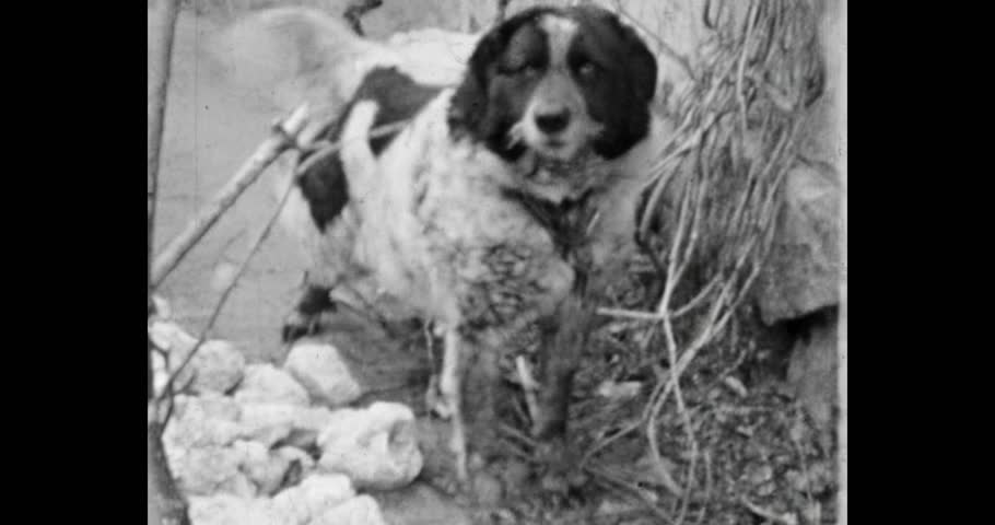 Chained dog wagging tail and showing friendliness, portrait, spring, daytime. Archival video, film, 1970s, Ukraine