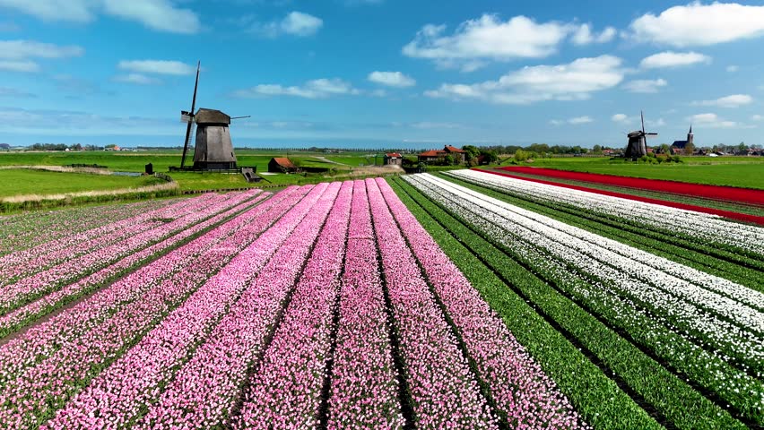Explore a breathtaking display of vibrant tulips stretching across rolling fields in the Netherlands. Windmills stand proudly amid this colorful landscape, creating a picturesque scene on a sunny day.