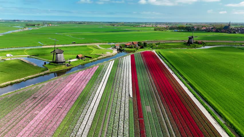 Endless rows of colorful tulips stretch across the Dutch landscape, creating a stunning tapestry of vibrant hues.