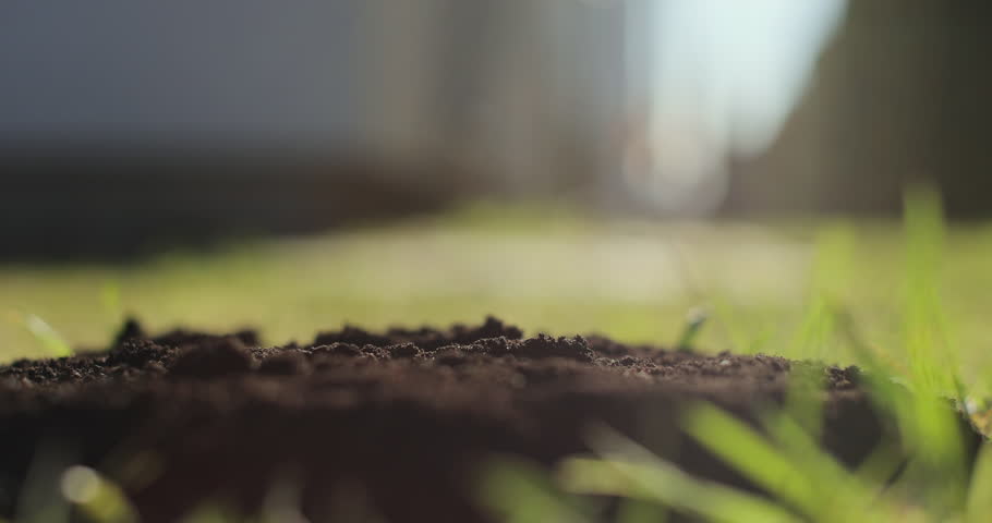Hand planting seeds. Growing organic vegetables. Sunrise light.