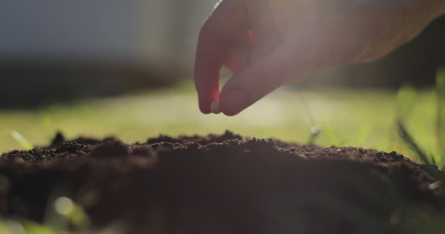 Hand planting seeds. Growing organic vegetables. Sunrise light.