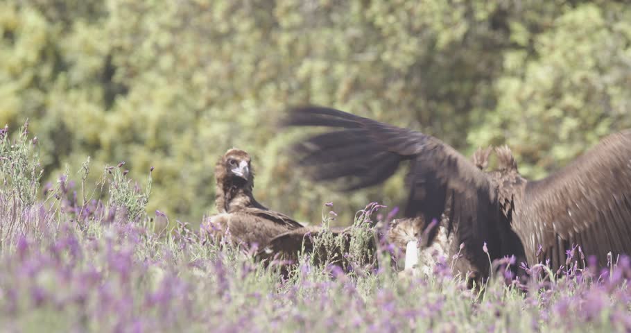 Two black vultures fighting in a spring day, in a mediterranean forest, in Spain