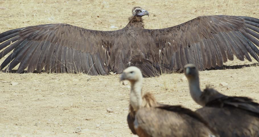 Black vultures sunbathing in a mediterranean forest, in Spain.