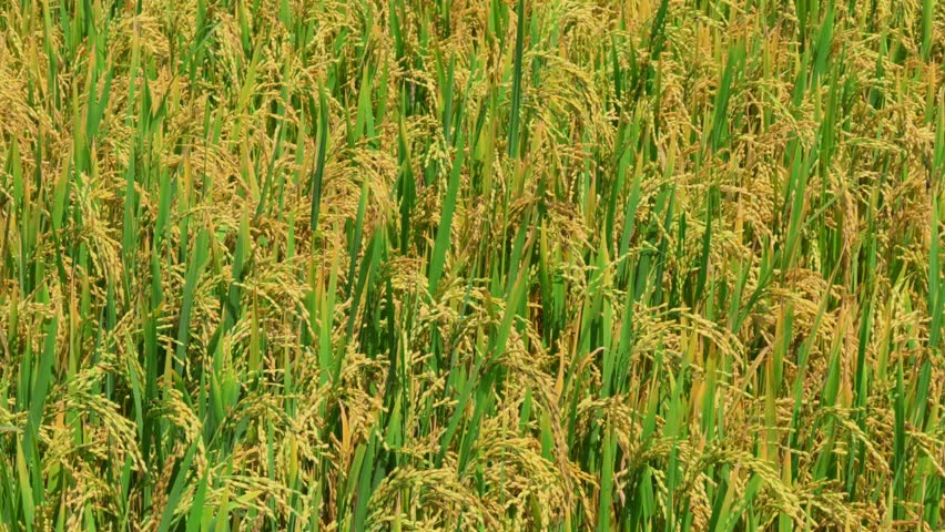 The golden ripe rice ears sway in the wind