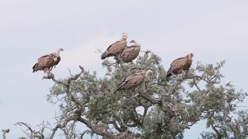 Griffon vultures perched on a oak tree while a Iberian imperial eagle arrives to perch among them.