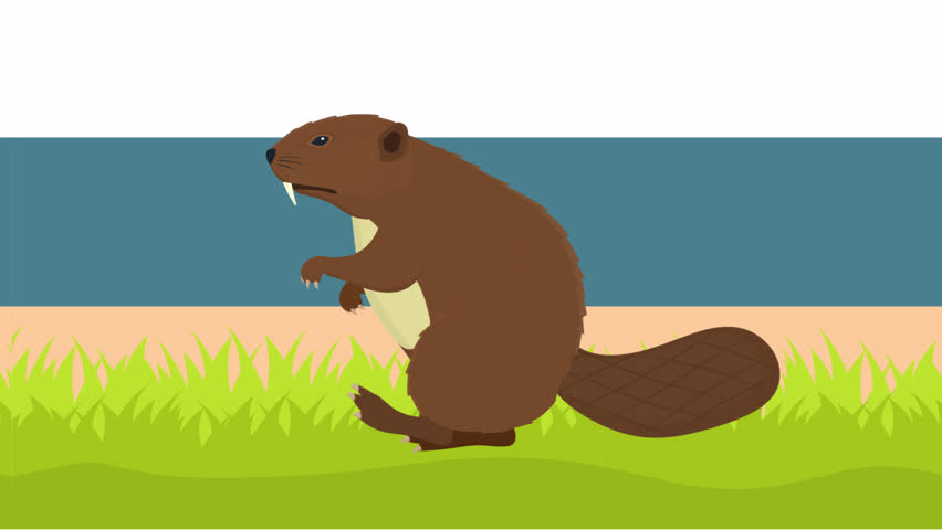 Beaver. Beaver is an animal on the river bank. Cartoon animation with alpha channel.