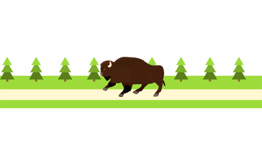 Bison. Bison animal runs in a rural landscape. Cartoon animation with alpha channel.