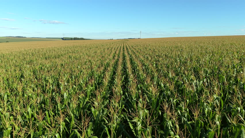 Aerial view of large corn field in industrial food growing area, Brazil