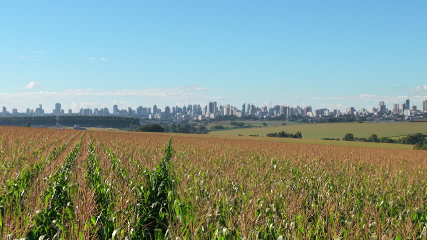 Rows of mature corn stretching toward the horizon where Cascavel’s skyline rises sharply, illustrating the direct interface between agriculture and urban development, pan drone shot