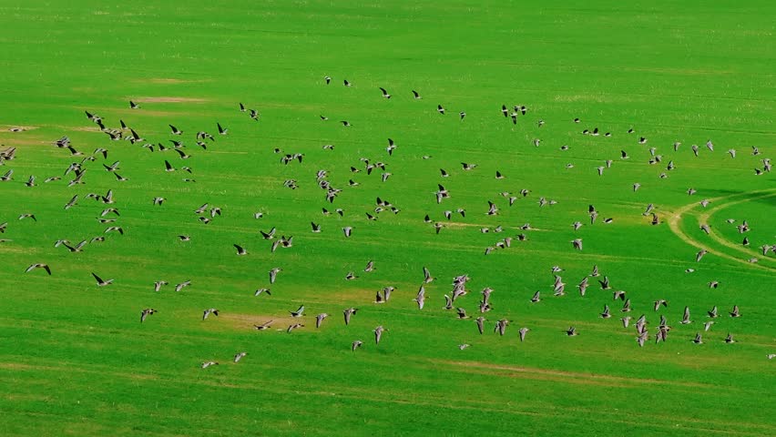 Thousands of geese take flight above green fields during calm spring weather