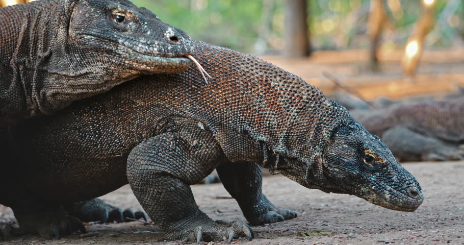 Two Komodo dragons are walking on Rinca Island, one of the three largest islands in Komodo National Park, Indonesia, home to the largest living lizard species