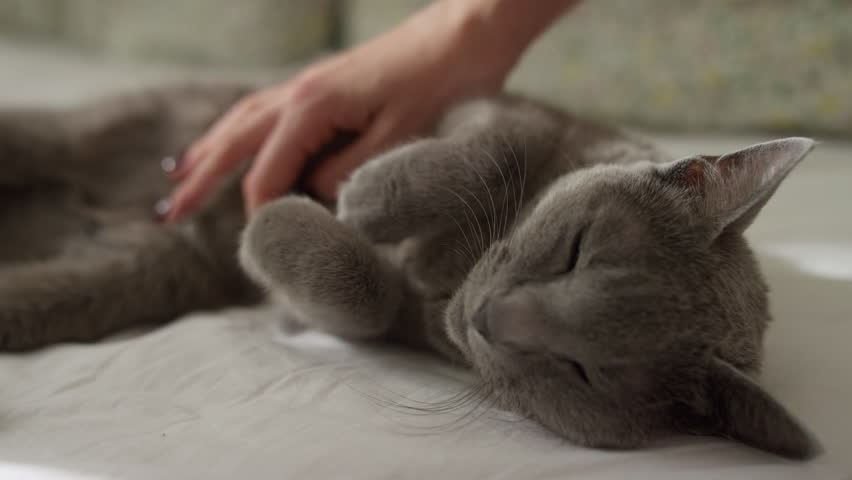 Grey cat enjoying relaxing belly rubs