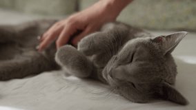 Grey cat enjoying relaxing belly rubs - Powered by Shutterstock - Get 15% off with code: PIKWIZARD15