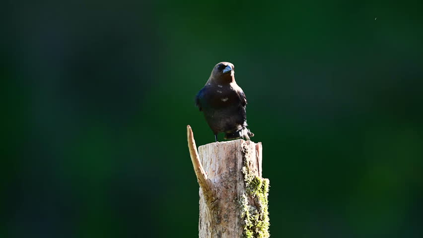 Male brown-headed cowbird on cedar post on farm in the southern piedmont of North Carolina