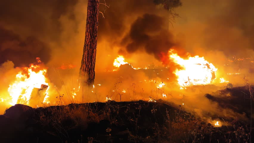 Orange Flames Of Fire Releasing Smoke In Forest - Sierra Nevada, California