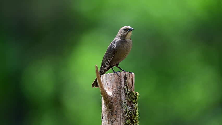 Single female brown-headed cowbird perched on cedar post on farm in the southern Piedmont of North Carolina in Spring.