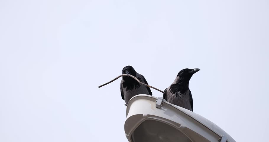 two crows on the street light