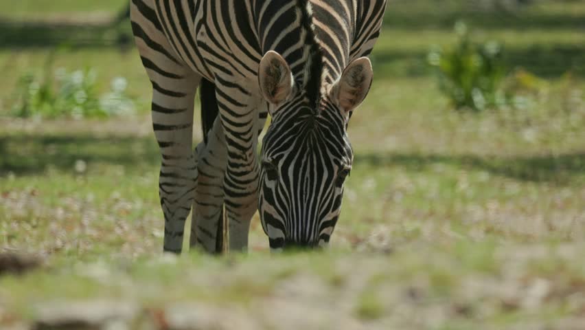 Plains zebra grazing peacefully in green meadow