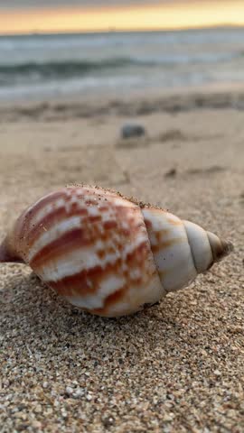 Close up shells on the beach vertical video