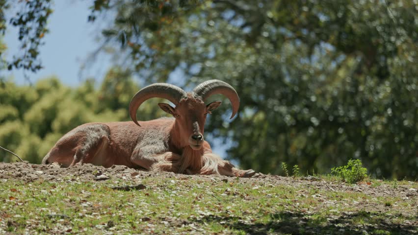 Barbary sheep resting on a hill in a zoo