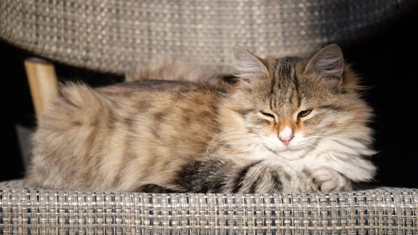 Calm cat lounging on a comfortable chair in cozy indoor setting