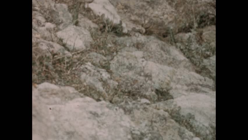 United States CIRCA 1960s: Pika nibbles flowers on mountainside.