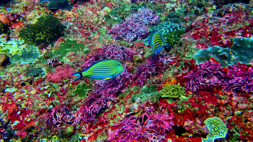 Colorful striped surgeonfish swim across a colorful coral reef teeming with marine life