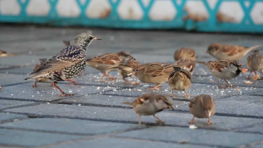 Birds gather and feed on the ground near a blue fence