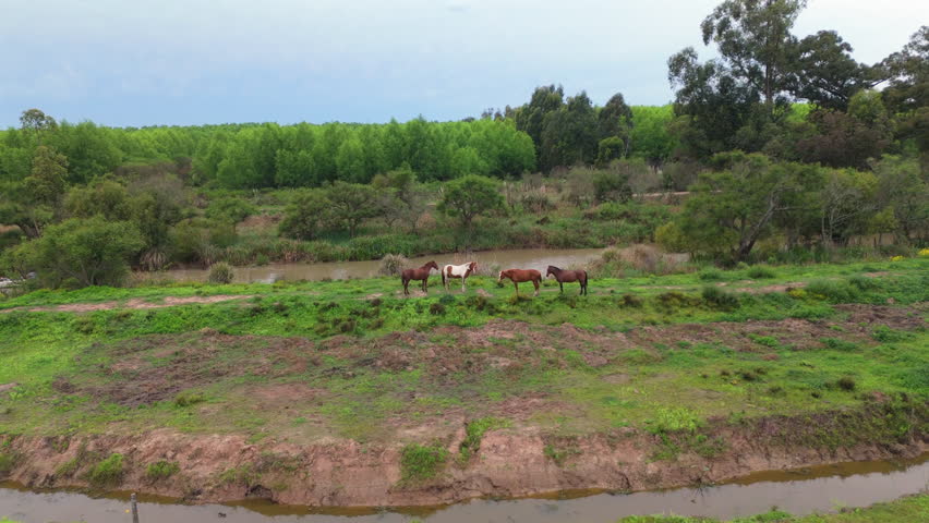 Aerial fly above herd of horses grazing in a rural river, South American landscape