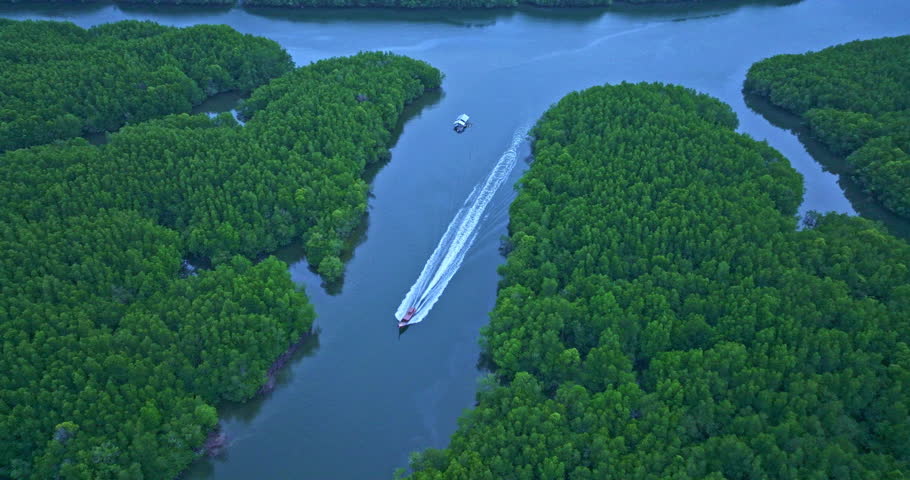 Aerial View of Mangrove Forest and River Delta intersected by winding canal,The mangrove canal is dotted with long-tail boats.the route for sailing from fishing village to the Phang Nga ocean.
