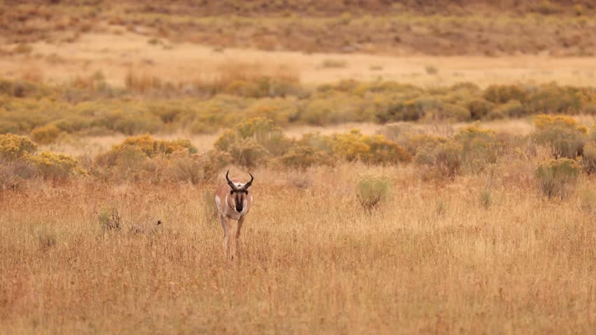 Pronghorn in Yellowstone National Park in Wyoming