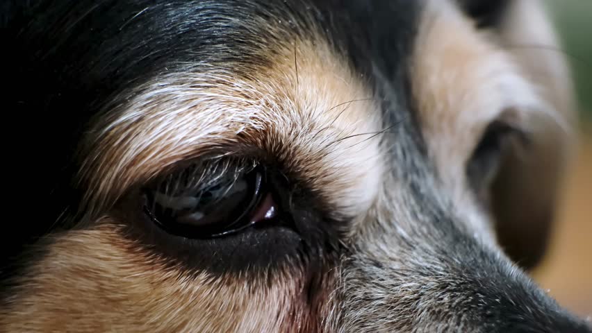 An old dog eye close-up. Sad hopeful look. Soulful gaze looking for thoughtfully. Stray street animal looks at people passing by. Sorrow pet. Bored doggy waiting for an owner. High quality 4K footage.