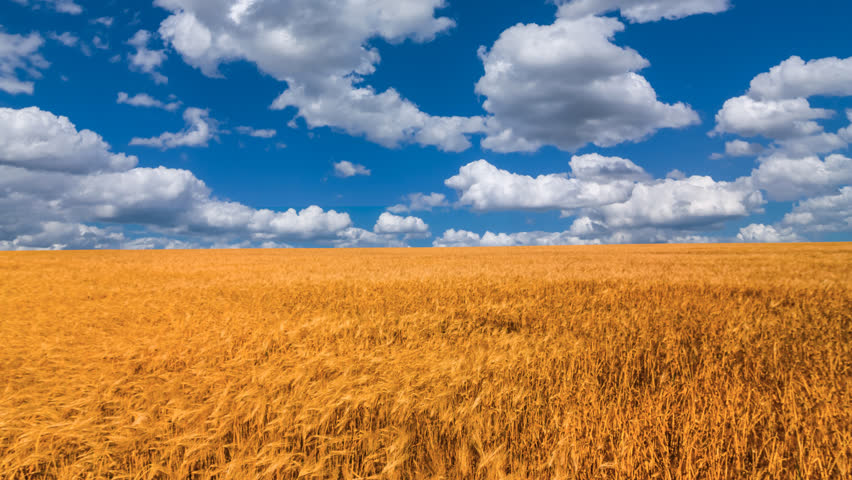 beautiful summer wheat field time lapse scene