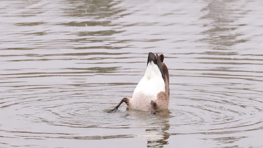 Canadian Goose feeding in a lake in Rocky Mountain National Park while snow falls.