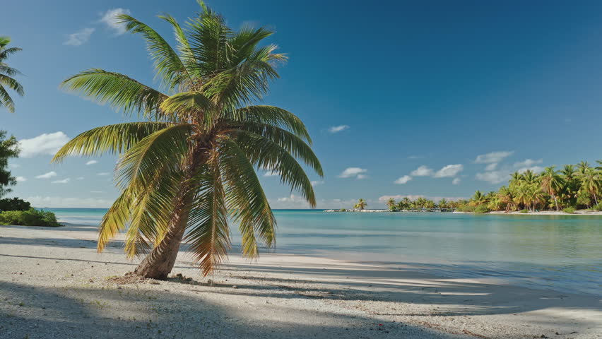 Palm tree casting its shadow on the white sand beach of a tropical island in French Polynesia, with turquoise lagoon and lush vegetation in the background under a clear blue sky