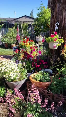 Blooming California Garden Landscape - East Bay Backyard in Spring