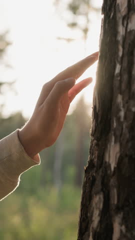 Lady gently touches tree trunk at sunset. Young woman enjoys beauty of nature under warm sunlight walking in forest at evening. Relaxation in fresh air