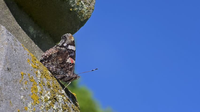 Red Admiral butterfly (Vanessa atalanta) resting on a gravestone in a church yard before flying away. April, Kent, UK [Slow motion x10]