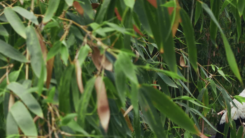 Animal Bird Stork in Green Nature