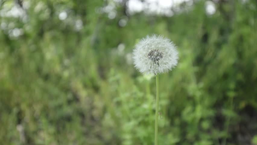 White isolated dandelion weed plant within dense grass, soil, tree, and forested terrain in woods garden and plants area in forest