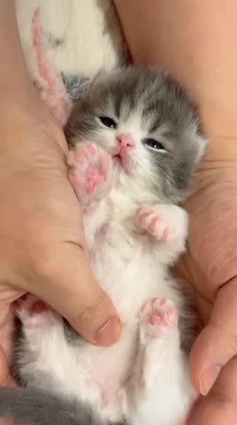 Adorable Kitten in Hands with Blanket.