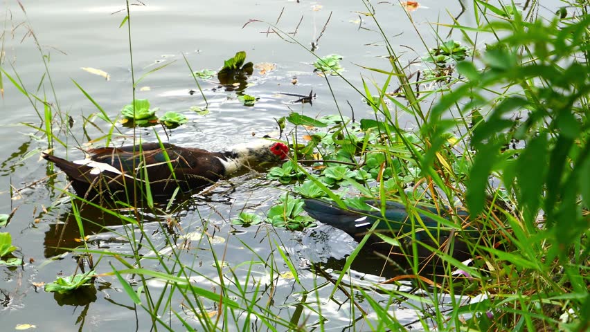 Several ducks swimming in a small pond.
