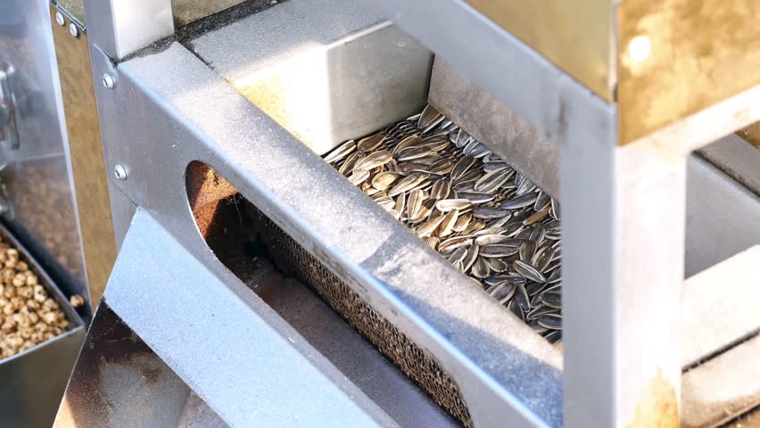 Sunflower seeds processed in outdoor equipment at a local farm